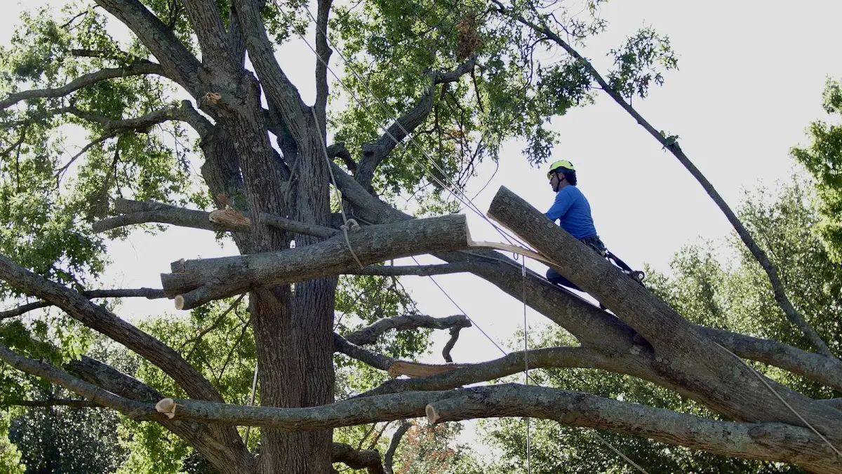 Professional Hazardous Tree Removal performed by certified arborists in Boykin